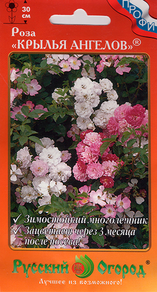 ������ ������ ������ ������� ������ ���� ������ �������, 10 ��.   ����