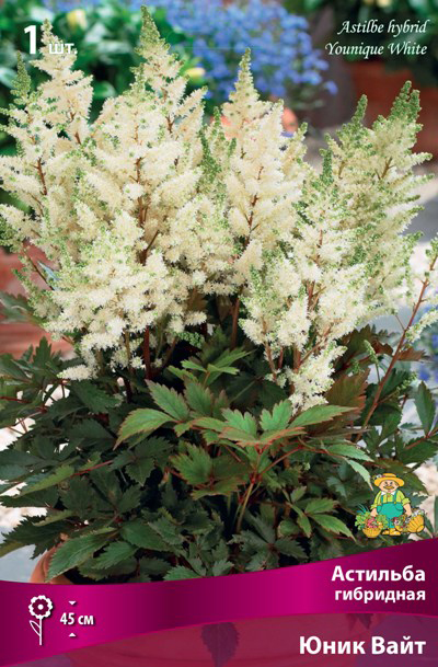 ������ ������ ���������� �������� ����� ��������� �������� ��������� ���� ����, 1 ��.   ����