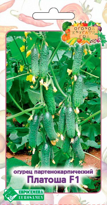 ������ ������ ������ ���������� ������ ������� F1, 5 ��. ������ ������� ���   ����