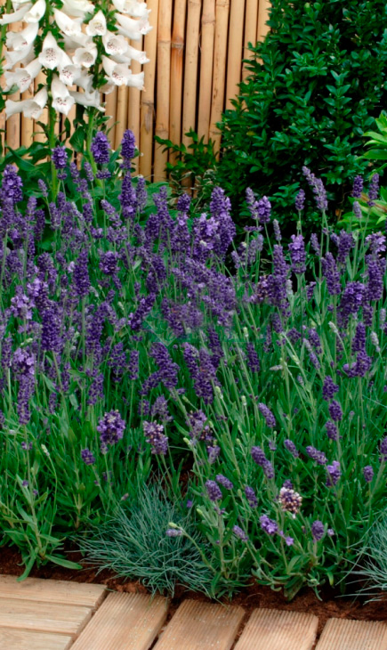 ������ ������ ������ SEEDSPOST ������� ������������� �������� �����, 5 ��. PanAmerican ������� ������   ����