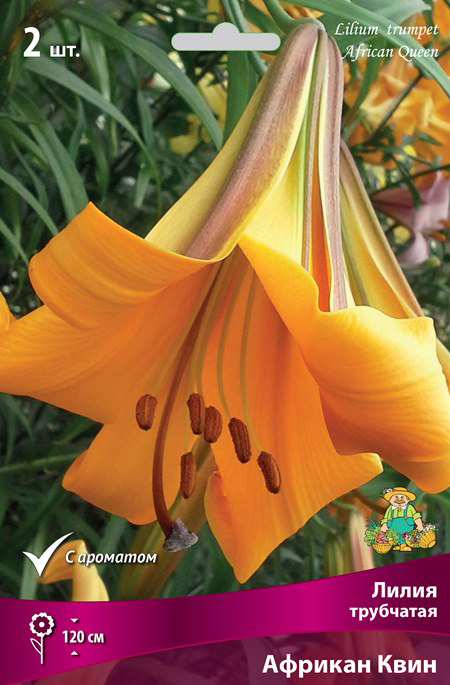 ������ ������ ���������� �������� ����� ��������� ����� ��������� ������� ����, 2 ��.   ����