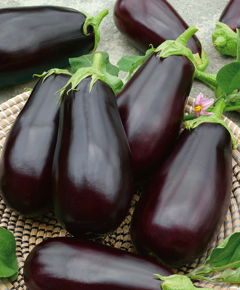 ������ ������ ������ ���� ������ �������� ������ F1, 10 ��.   ����