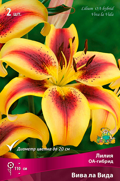 ������ ������ ���������� �������� ����� ��������� ����� ��-������ ���� �� ����, 2 ��.   ����