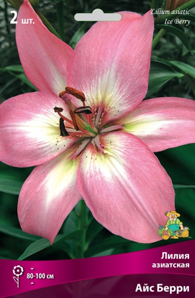 ������ ������ ���������� �������� ����� ��������� ����� ��������� ��� �����, 2 ��.   ����