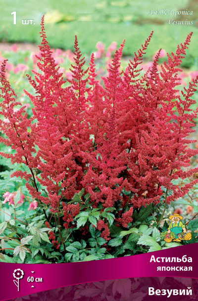 ������ ������ ���������� �������� ����� ��������� �������� �������� �������, 1 ��.   ����