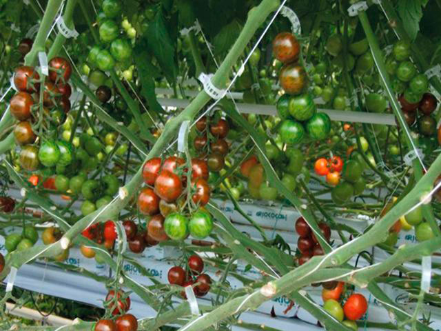 ������ ������ ���� �� ���������� ListOK ��������� ����� ������� LISTOK, 25 ��.   ����