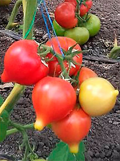 ������ ������ ������ ����� ������ ����� ������ F1, 5 ��.   ����