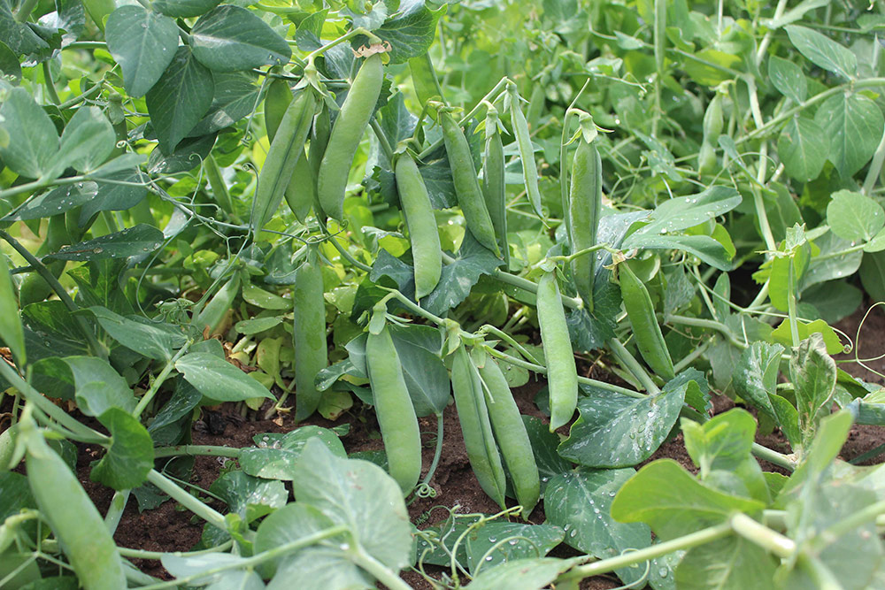 ������ ������ ������ Premium seeds ����� �������� ���������, 3 � LARK SEEDS ���, ������ �� ������   ����