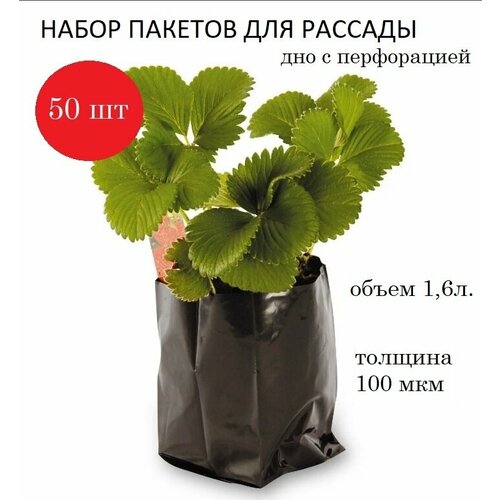 ������ ������ ����� ��� ������� 1,6�, ������� 100���, ������, 50��. ����