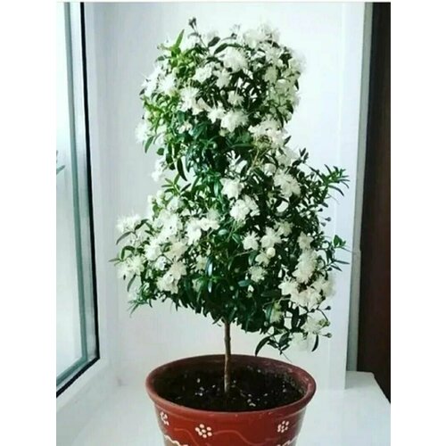 ������ ������ ���� ���������, ������ ����