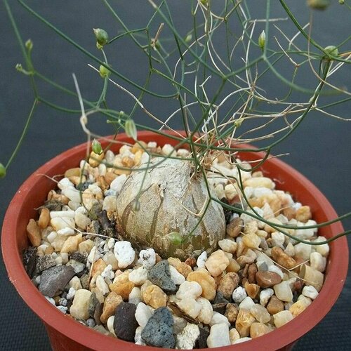 ������ ������ ����������, ����������, ������ ����