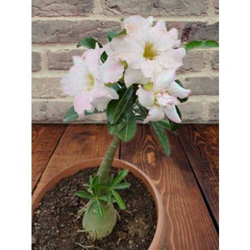 ������ ������ ������� ����� ��������, ������ ����