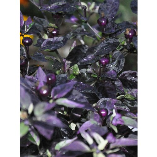 ������ ������ ������ ������ ����� Purple flash, 5 ���� ����