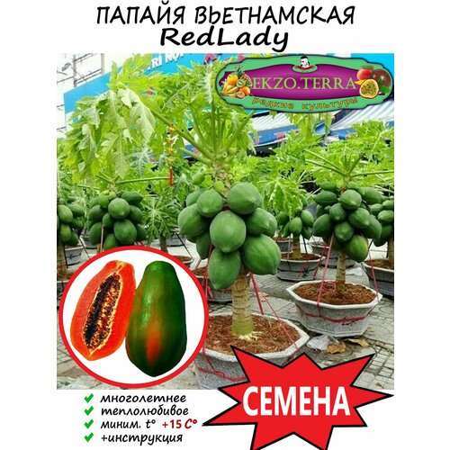 ������ ������ ������ ������ Red Lady 15 ��. ����