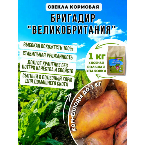 ������ ������ ������ �������� ������ ��������, 1�� ����