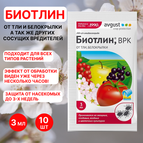 ������ ������ August ������� 3 ��, 10�� ����