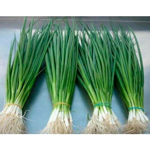 ������ ������ ������������� ������ ���� �� ������ ������� ���� ����