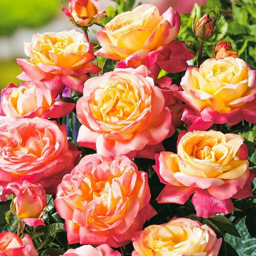 ������ ������ ���� ���������� �������� 2 �� ����