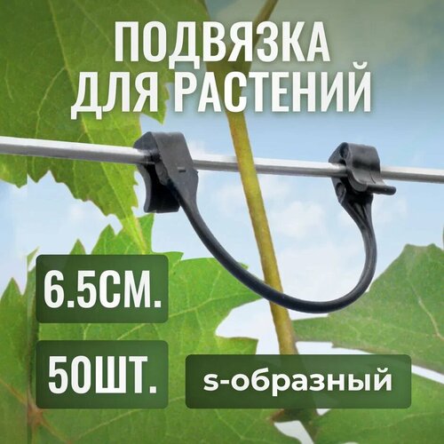 ������ ������ ������ ��� �������� �������� s-��������, 6.5��, 50�� ����