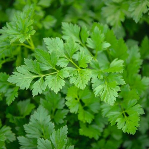 ������ ������ ������������� ������ �������� �������� ������ ����