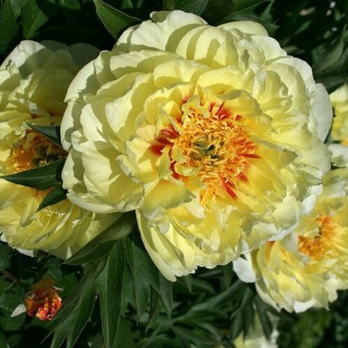 ������ ������ ����-��� ���������� ����