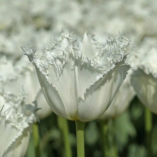 ������ ������ �������� ����������� , �������� ���� NORTHPOLE ( 5 ����) ����