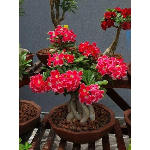 ������ ������ ������ �������� ���������� (����� ���� 10��) ����