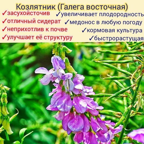 ������ ������ ��������� (������ ���������) ������ 1 �� �������, ������� ��� ����/ ������ ����