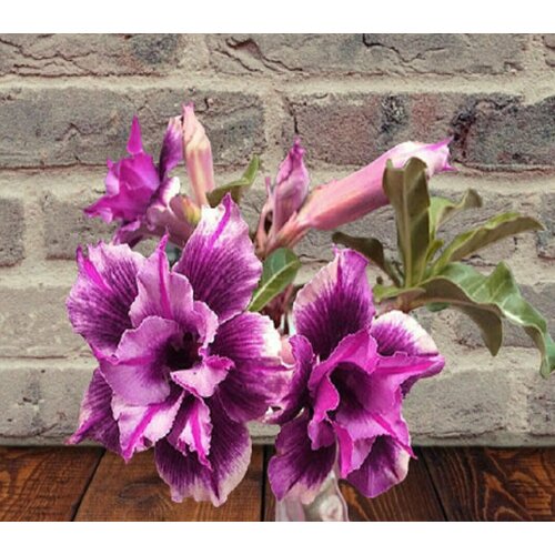 ������ ������ ������� Wild Purple, ����� ����������, ������ ����