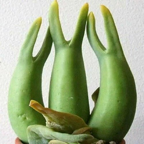 ������ ������ ����������� ������, ����������, ������ ����