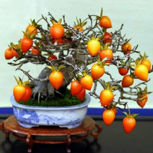 ������ ������ ����� ���������, ������ ����