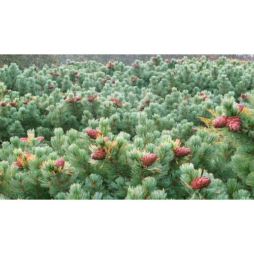 ������ ������ ������ �������� ������� ����