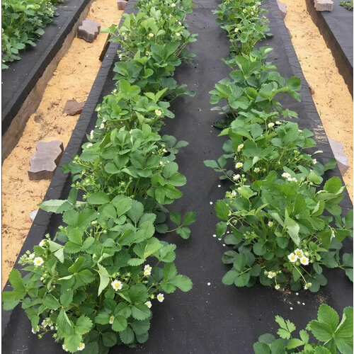 ������ ������ �������� ������������, �����������, �������� 5�1,6 �, ��������� 150�/�, ������ ����