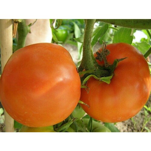 ������ ������ ������������� ������ ������ ����� ����