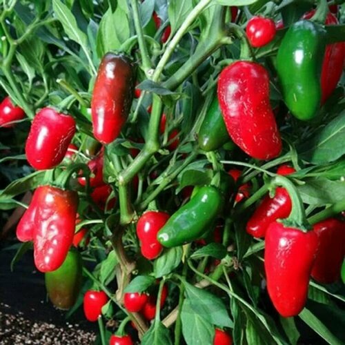 ������ ������ ������������� ������ ����� ������� ������ ��������� ����