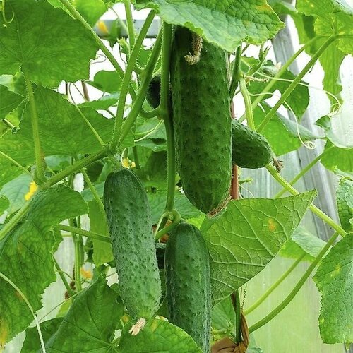 ������ ������ ������������� ������ ������ ��� ����