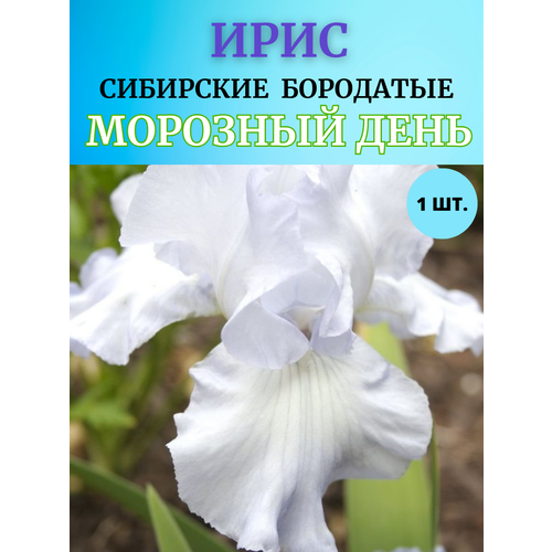 ������ ������ ���� �������� �������� ����, ����������� ����� ����