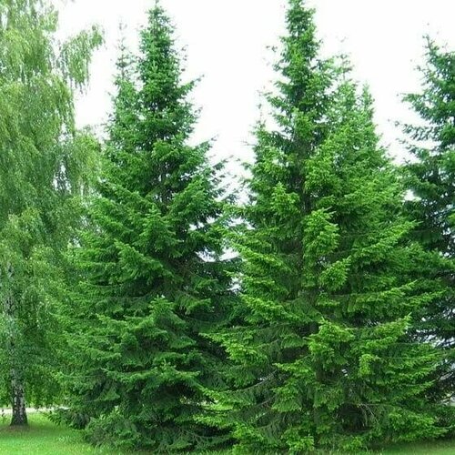 ������ ������ ����� ��������� ������ (30 ��) ����