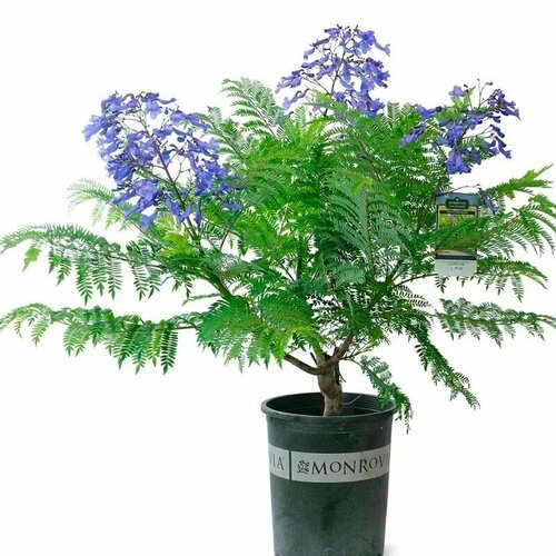 ������ ������ ��������� ���������, ������ ����