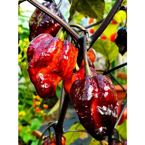 ������ ������ ������ ������ ����� Pimenta da dog, 5 ���� ����