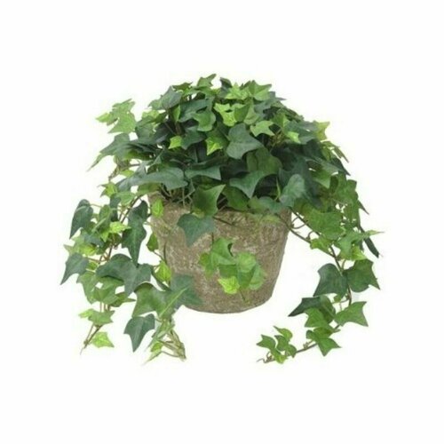 ������ ������ ������, ����, ������ ����