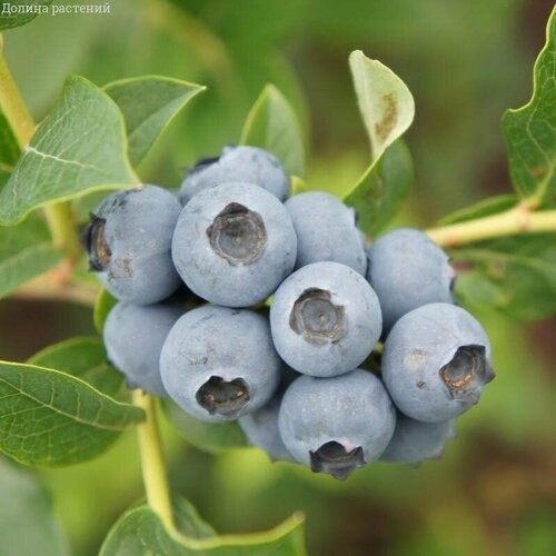 ������ ������ �������� ���� (������������) 2-� �����, � ������ 30-40 �� ����