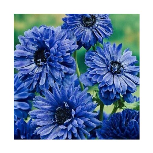 ������ ������ ������� ������� �. �. 8+ ���� ��������� 7 ��. ����