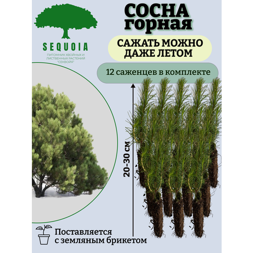 ������ ������ ����� ������ 12 �������� ����