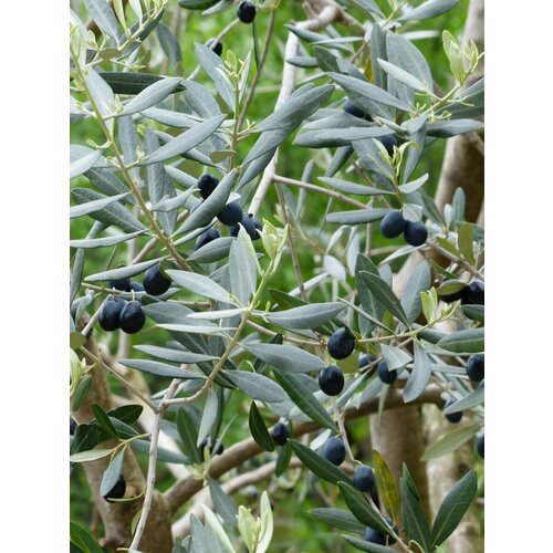 ������ ������ ������ ����� ����������� (Olea europaea), 5 ���� ����