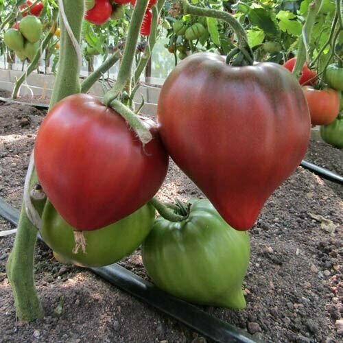 ������ ������ ������������� ������ ������ ׸���� ������ � ������� �� ��������� ����