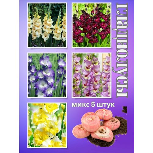 ������ ������ ��������� ��������, ���� 5���� ����