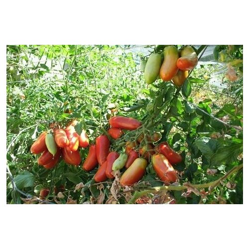 ������ ������ ������������� ������ ������ ��� ������� ����� ����