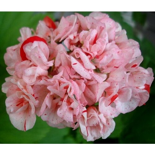 ������ ������ ������ ���������� ��������� �������� ����� 4 �� (1 �������� (O)) ����