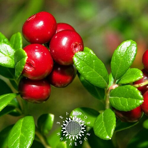 ������ ������ ������ �������� - ������� ����� (���. Vaccinium vitis-idaea) 15�� ����